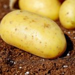 Do potato plants like acidic or alkaline soil?