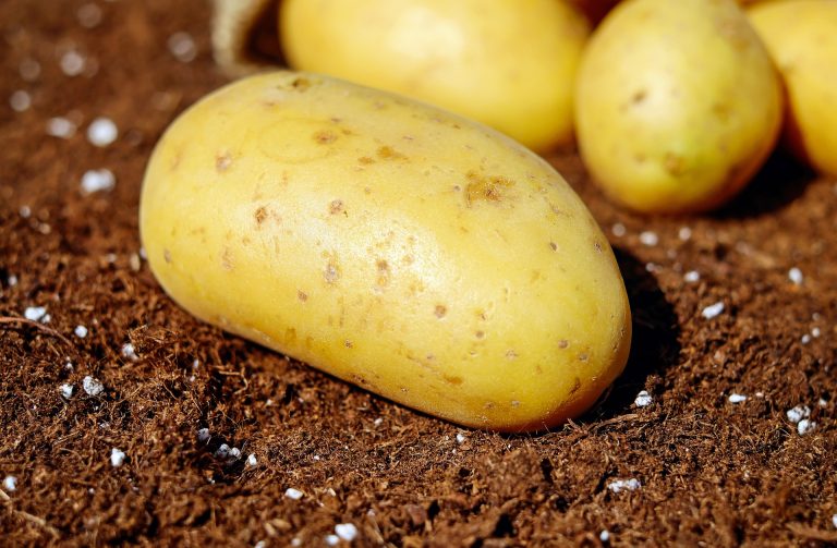 Do potato plants like acidic or alkaline soil?