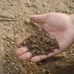 Why does my garden soil repel water? | Explained