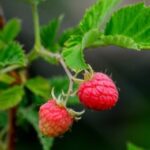 Do Raspberries Grow on Bushes