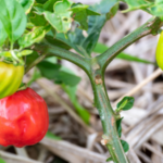 How to Grow Scotch Bonnet Peppers Indoors
