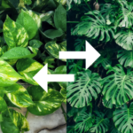 Can You Plant Pothos and Philodendron Together?