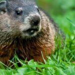 Do groundhogs eat hydrangeas