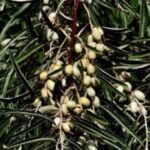 Are Autumn Olive Thorns Poisonous?