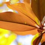 How To Mulch Magnolia Leaves