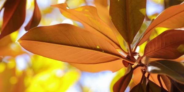 How To Mulch Magnolia Leaves