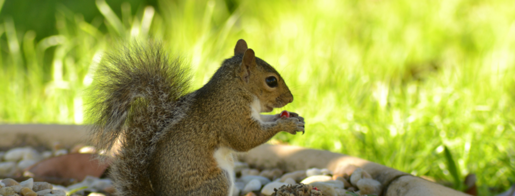 Squirrels Eating Magnolia Buds: What Should You Do?