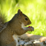 Squirrels Eating Magnolia Buds: What Should You Do?