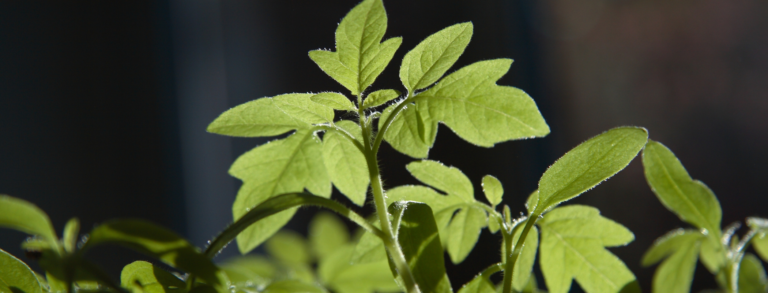 Tomato Seedling Leaves Pointing Up At Night