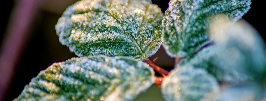 White Crystals On Plant Leaves: What Do They Mean?