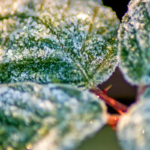 White Crystals On Plant Leaves: What Do They Mean?