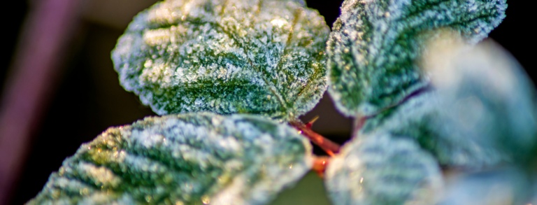 White Crystals On Plant Leaves: What Do They Mean?