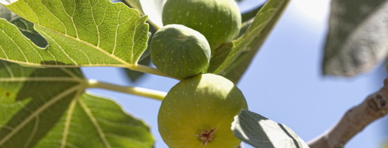 How To Kill A Fig Tree