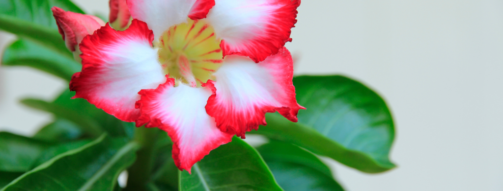 Why Are My Desert Rose Leaves Curling Up