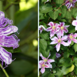 Can You Grow Passion Flower And Clematis Together