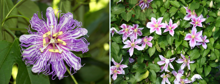 Can You Grow Passion Flower And Clematis Together