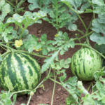 Do Watermelon Plants Have Thorns?