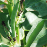 Common Problems With Blue Lake Pole Beans (And How To Solve Them)