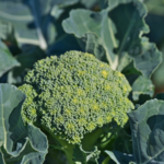 Why Your Broccoli Leaves Are Turning Yellow (And How To Fix It)