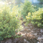 Here's Why Your Sunshine Ligustrum Is Thinning (And How You Can Fix It)