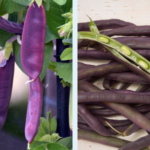 How Late Can You Plant Purple Hull Peas?