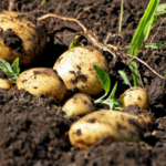 What Happens If You Plant Potatoes Upside Down?