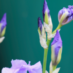 Is It Too Late To Plant Iris Bulbs?