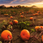 How Many Pumpkins Can You Grow Per Acre