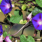 Why Are My Morning Glories Drooping