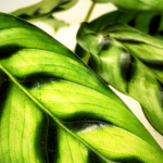How To Fix Yellow Leaves on Calathea Plants: Causes & Solutions
