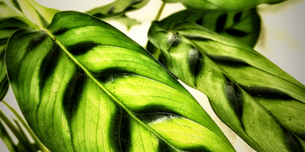 How To Fix Yellow Leaves on Calathea Plants: Causes & Solutions