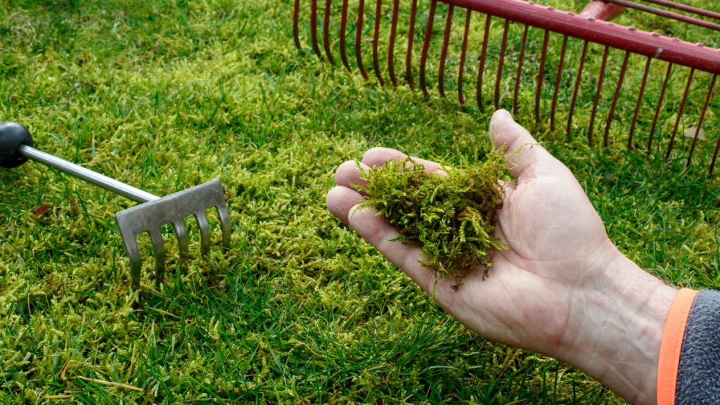 Fertilizer and Grass Growth: Separating Fact from Fiction