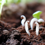 tiny white worms in soil