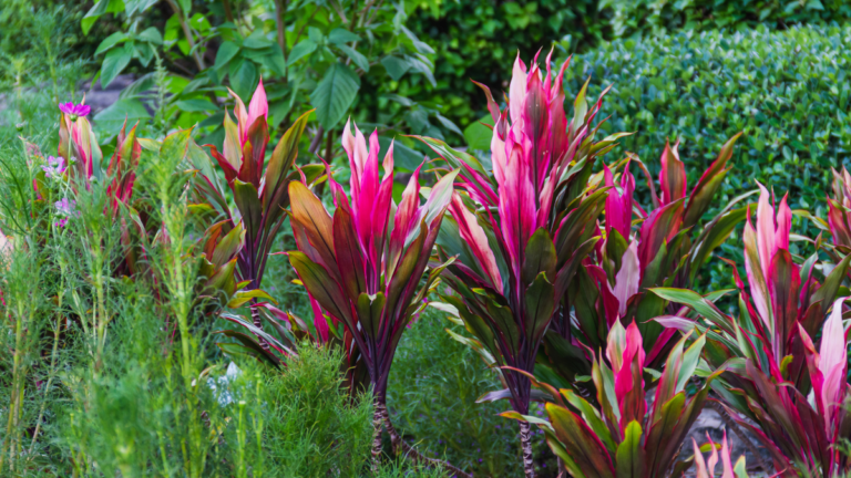 cordyline problems