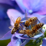 Bee-Friendly Garden